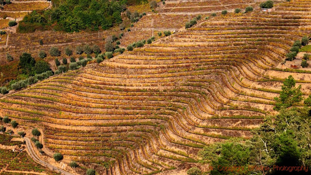 Vingårdar på slingrande terrasser i Douro