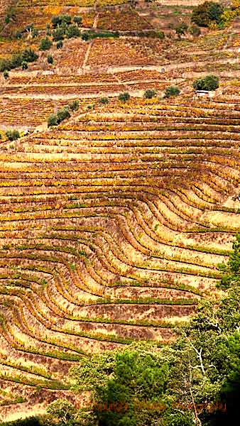 Vingårdar på slingrande terrasser i Douro