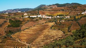 En by ovan vingårdar på slingrande terrasser i Douro