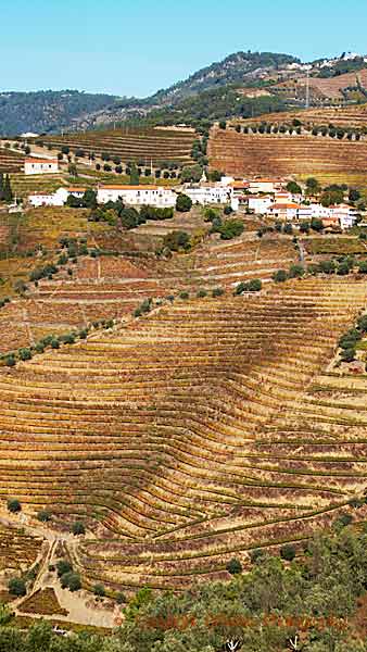 En by ovan vingårdar på slingrande terrasser i Douro