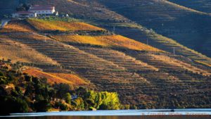 En vingård högt uppe på toppen ovan vingårdarna och floden Douro