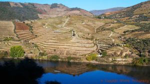 Slingrande vingårdsterrasser på branta sluttningar längs Douro
