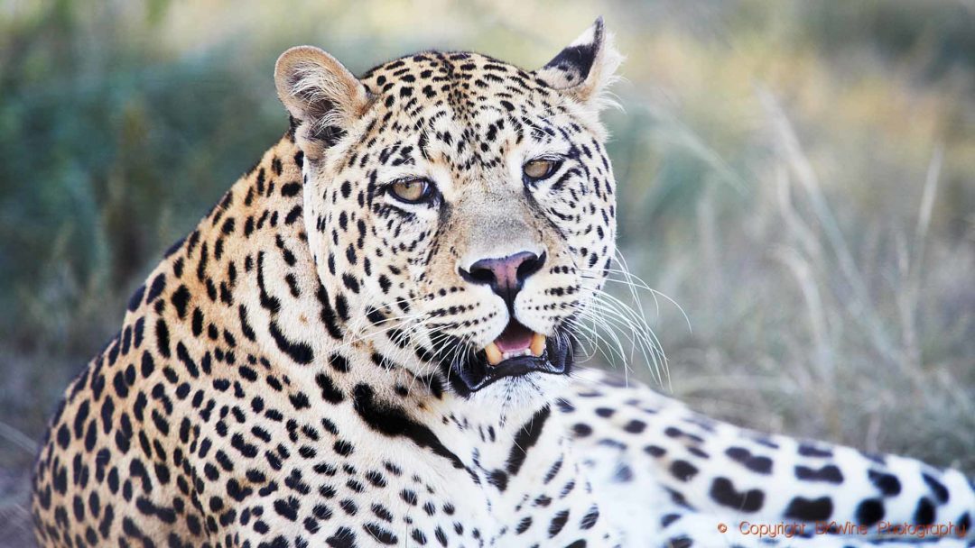 En leopard på safari i Sydafrika
