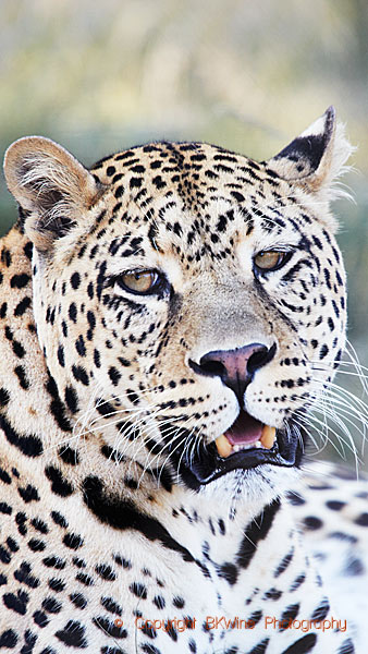 En leopard på safari i Sydafrika