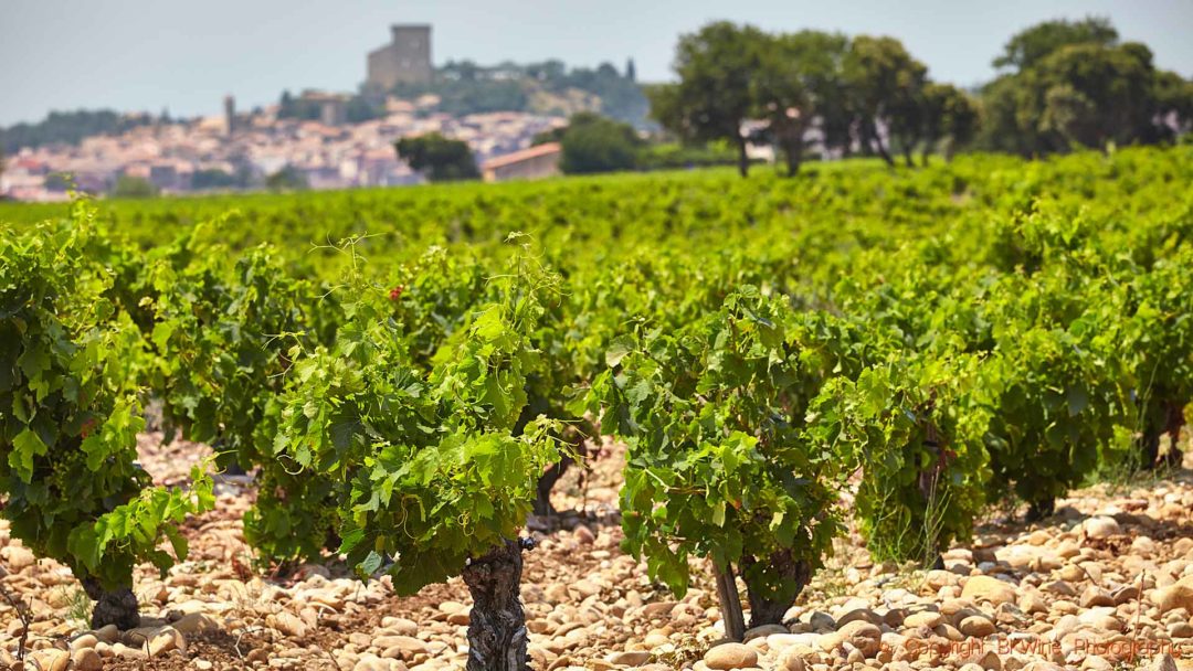 En vingård i Châteauneuf-du-Pape med utsikt över byn och ruinen