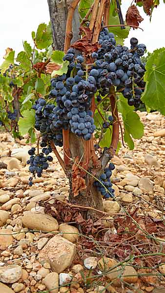 Mogna druvor i en vingård i Rhonedalen