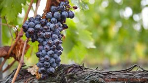 Sangiovesedruvor mogna och redo att skördas i en vingård i Toscana