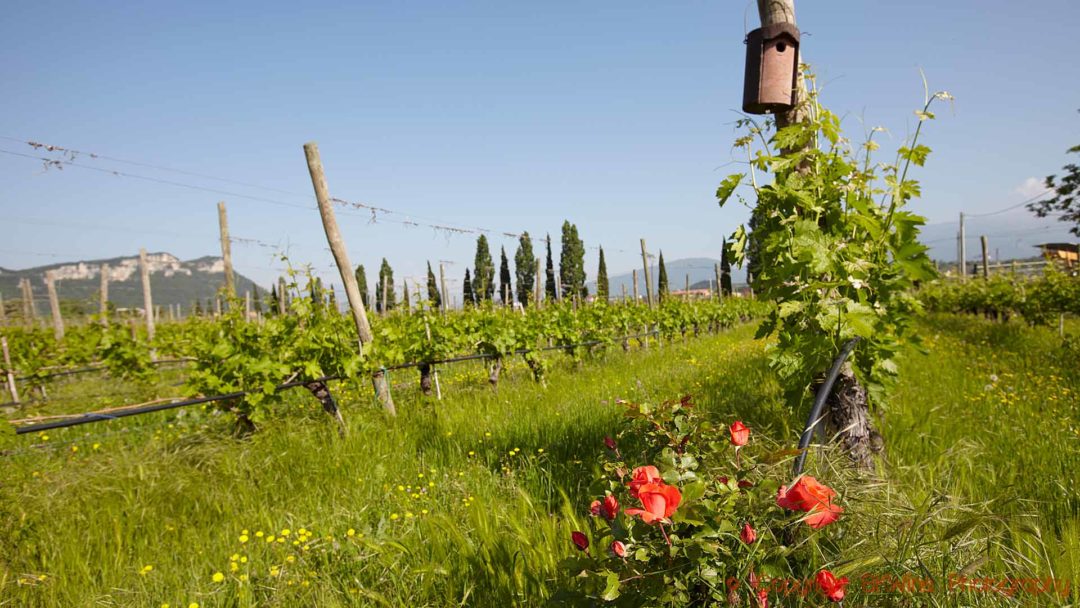 Grönskande vingårdar i Veneto