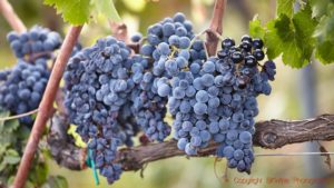 Mogna nerello mascalese-druvor i en vingård på Etna, Sicilien