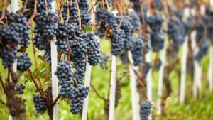 Nebbiolo mogen för skörd i en vingård i Barolo