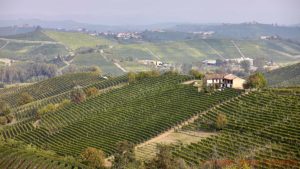 Utsikt över vingårdar och kullar i Barolo, Piemonte