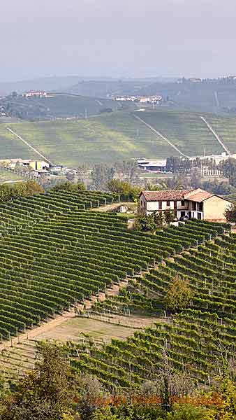 Utsikt över vingårdar och kullar i Barolo, Piemonte