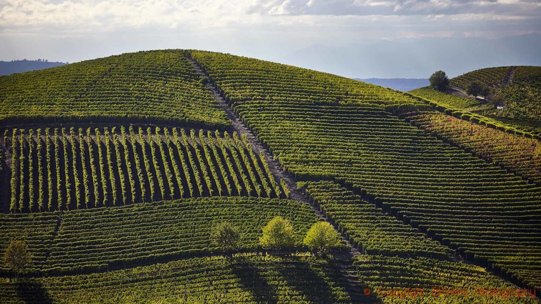 Branta vingårdar i Barolo i Piemonte