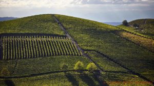 Branta vingårdar i Barolo i Piemonte