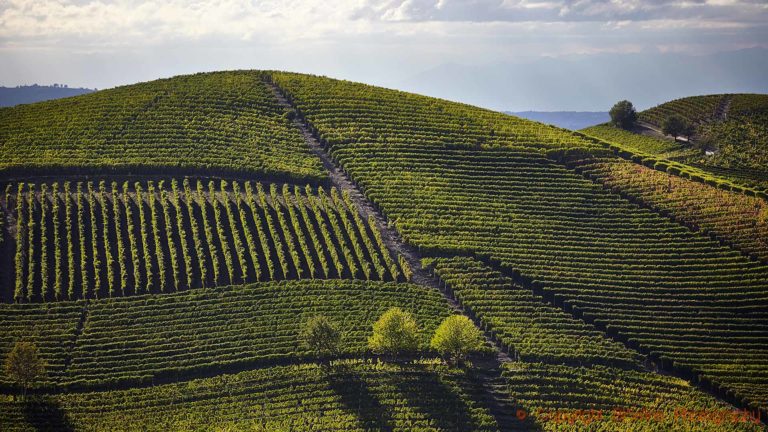 Branta vingårdar i Barolo i Piemonte