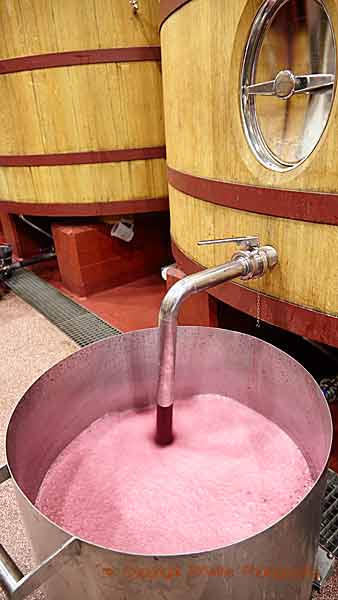 Dags för rundpumpning av musten från ett stort ekfat i en vinkällare i Rioja