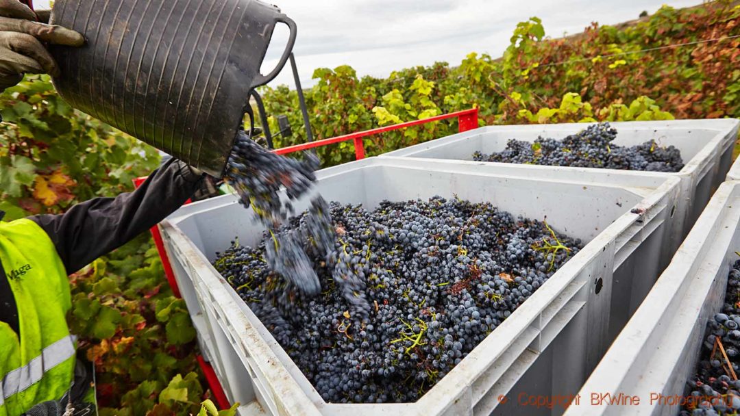 Skörd av mogna tempranillo-druvor i en vingård i Rioja