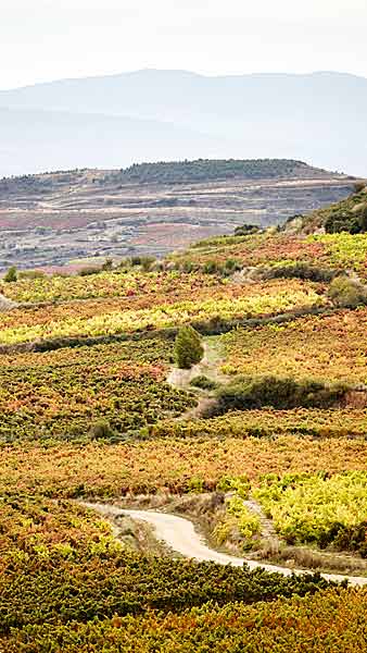 En väg slingrar sig genom höstfärgerna i vingårdarna i Rioja