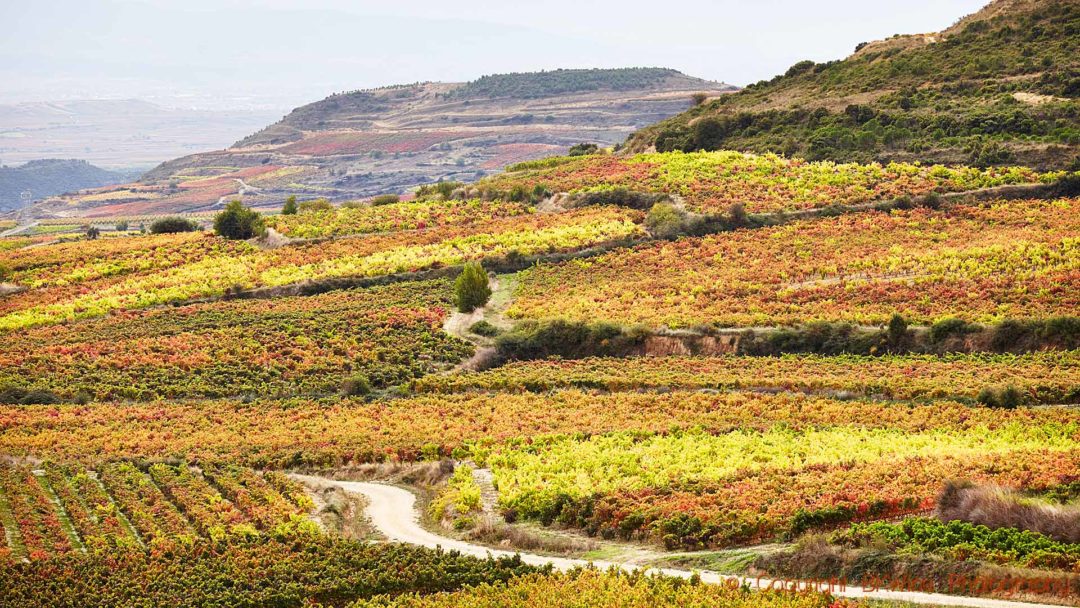 En väg slingrar sig genom höstfärgerna i vingårdarna i Rioja