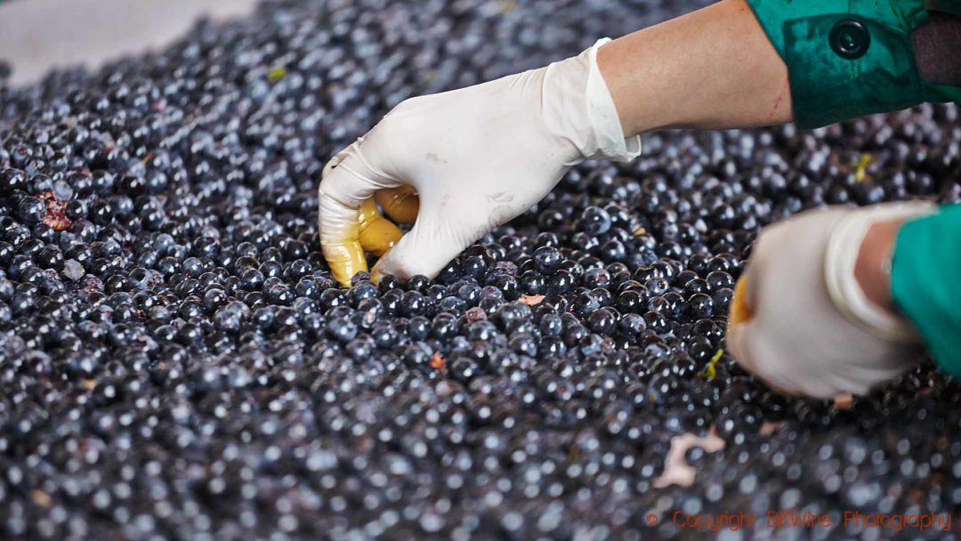 Sortering av druvor vid skörden i Rioja