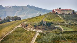 Branta vingårdar med ett hus på toppen i Piemonte