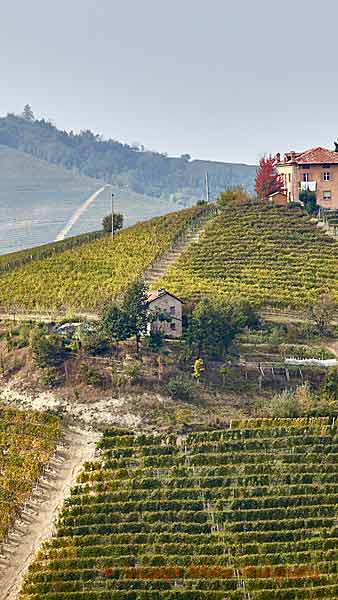 Branta vingårdar med ett hus på toppen i Piemonte