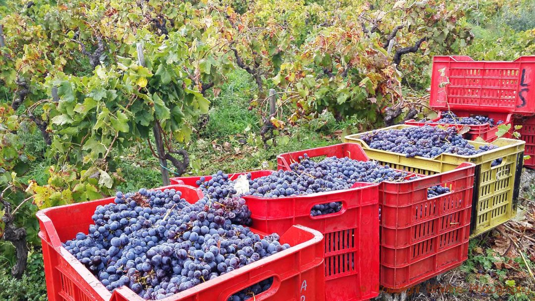 Dags för skörd i vingården på Etnas sluttningar på Sicilien