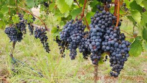 Syrah-druvor i en vingård i Hawke’s Bay, Nya Zeeland