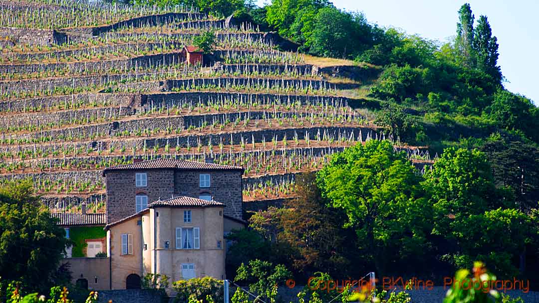 Chateau Grillet med terrasserade vingårdar planterade med viognier i Rhônedalen