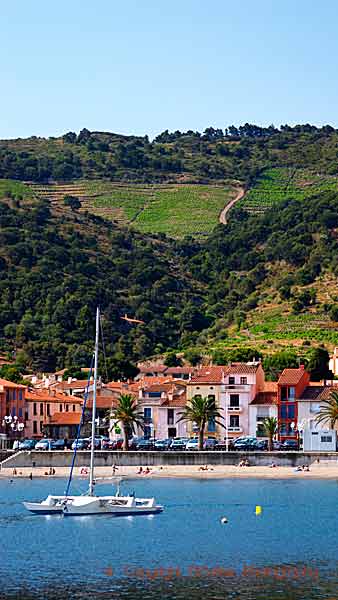 Vingårdar, berg och hav vid Collioure i Roussillon