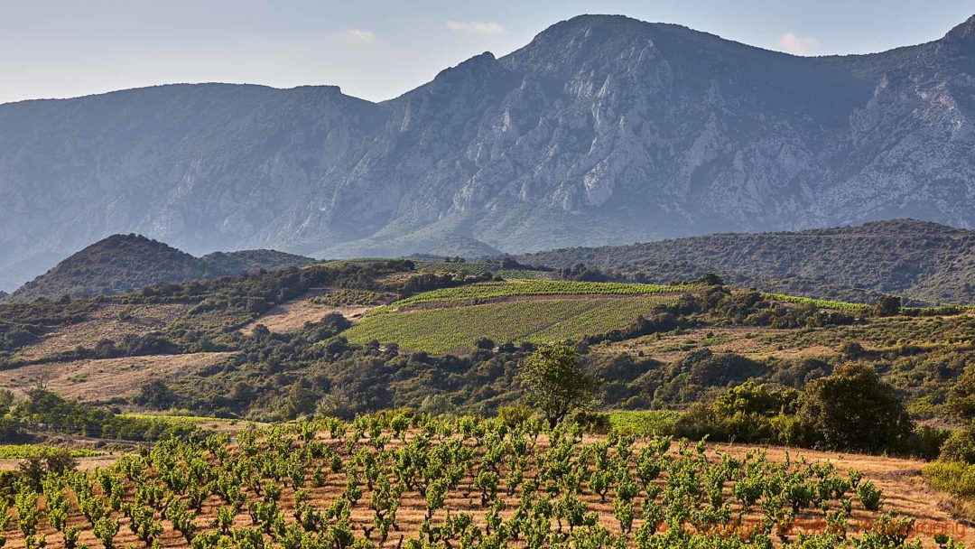 Vingårdar och berg i den dramatiska dalen Vallée de l’Agly i Roussillon