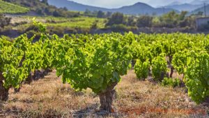 Grenachevinrankor i en gammal vingård i Roussillon