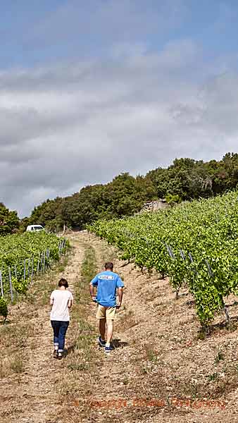 En promenad i vingården i Vallée de l’Agly i Roussillon