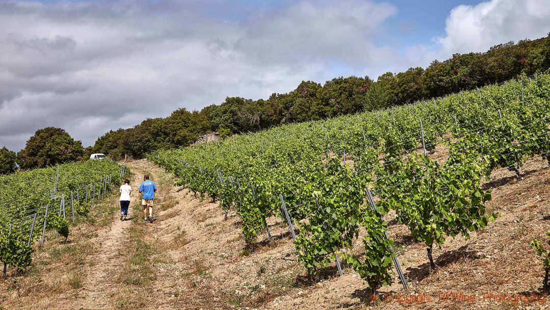 En promenad i vingården i Vallée de l’Agly i Roussillon