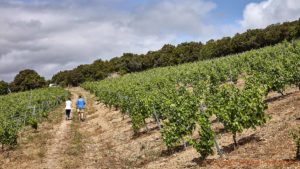 En promenad i vingården i Vallée de l’Agly i Roussillon