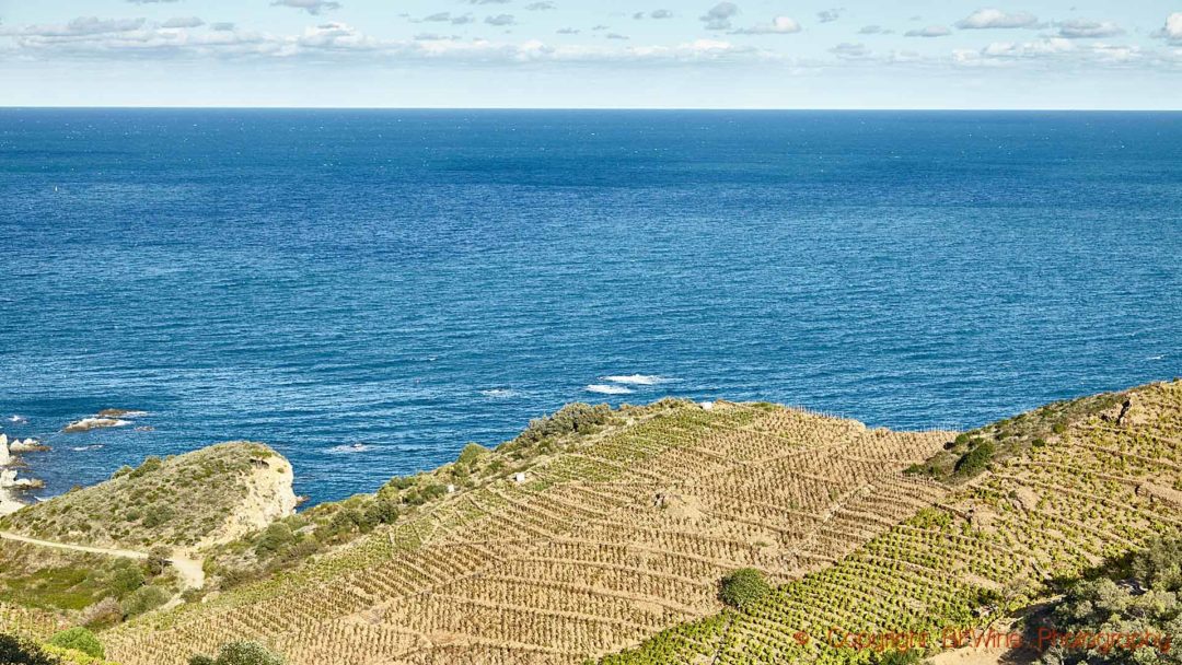 Vingårdar som stupar ner i Medelhavet i Roussillon