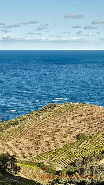 Vingårdar som stupar ner i Medelhavet i Roussillon