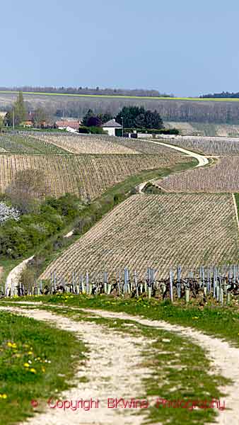 Vingårdar och böljande landskap i Chablis