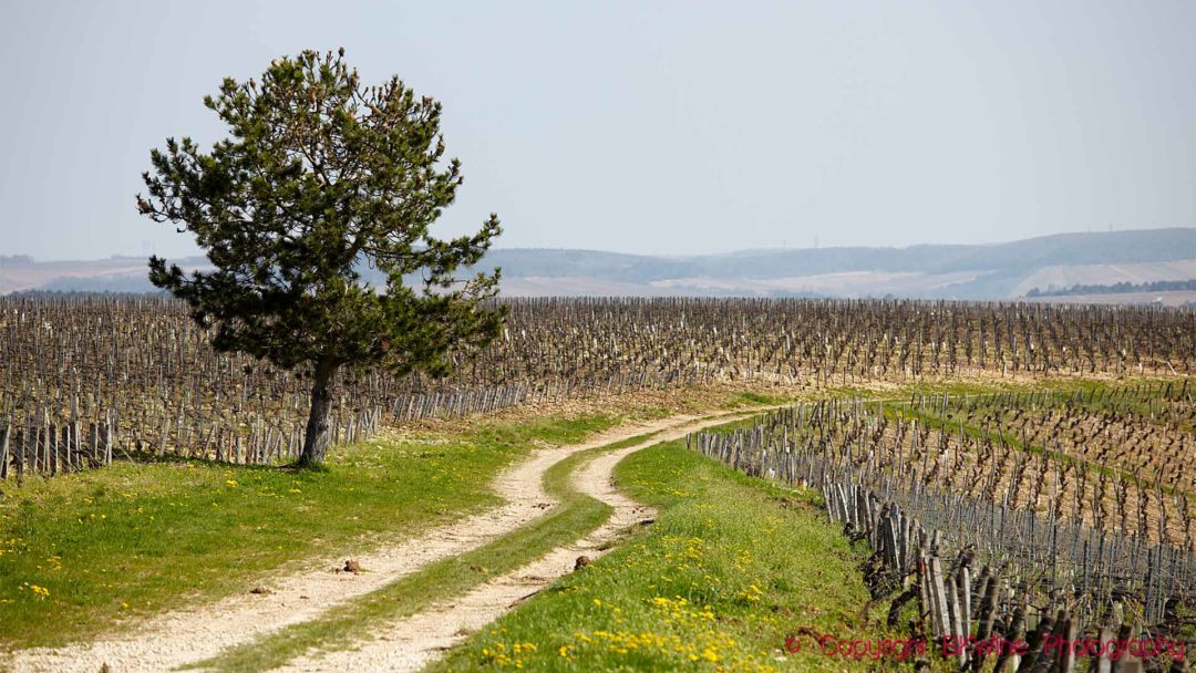 Vingårdar och böljande landskap i Chablis