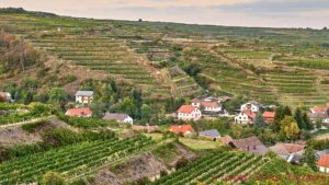 En liten by och terrasserade vingårdar i Donaudalen i Österrike