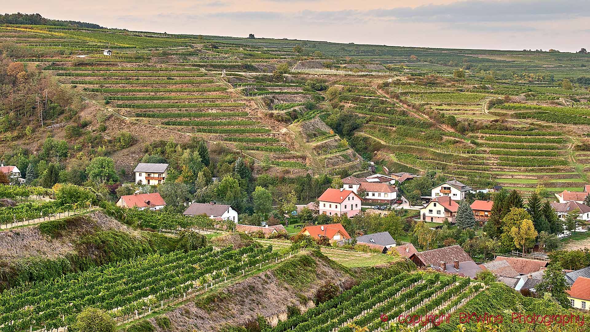 En liten by och terrasserade vingårdar i Donaudalen i Österrike