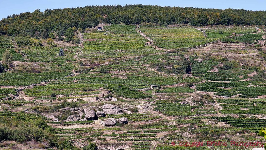 Vingårdar i Wachau på terrasser på en brant sluttning i Österrike