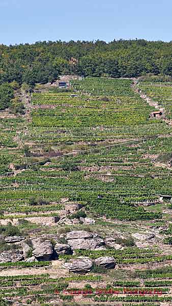 Vingårdar i Wachau på terrasser på en brant sluttning i Österrike