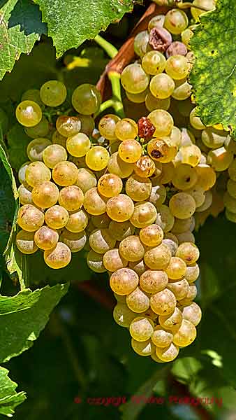 En klase gruner veltliner med nästa mogna druvor i Österrike