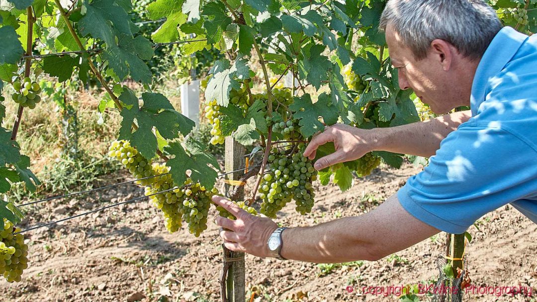 En vinproducent i Österrike inspekterar sina snart mogna gruner veltliner-druvor