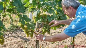 En vinproducent i Österrike inspekterar sina snart mogna gruner veltliner-druvor