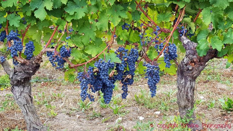 Mogna druvor av cabernet franc på gamla vinstockar i Loiredalen
