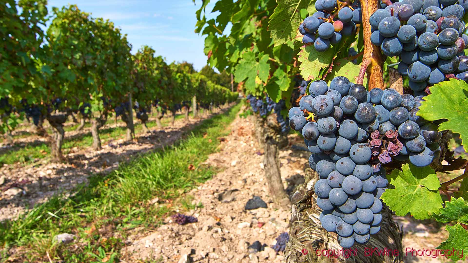 Mogna druvor av cabernet franc i Saumur-Champigny, nära Chinon och Bourgueil i Loiredalen