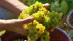 Chenin blanc, just skördad i en vingård i Loiredalen