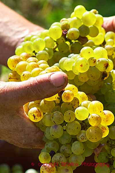 Chenin blanc, just skördad i en vingård i Loiredalen